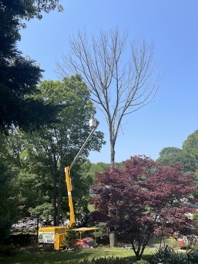 Statewide Tree And Stump Service