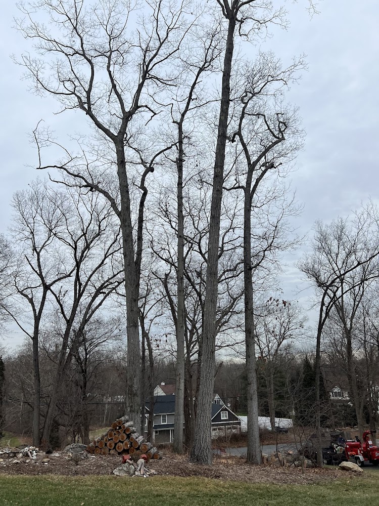 LO Landscaping & Tree Services LLC